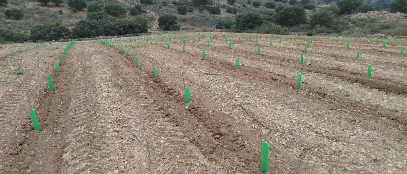 La semFYC marca un punto de inflexión en 2026 y compensará la huella de carbono de todos sus congresos y jornadas