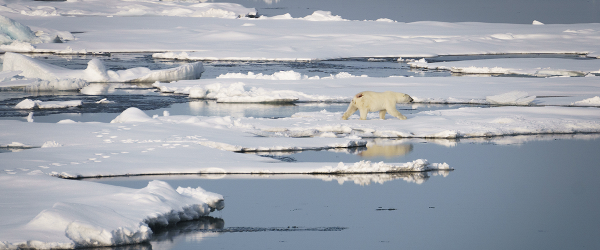“Tres enormes osos polares frente a nosotros” – Diarios de a bordo (2, 3) #MFenelÁrtico