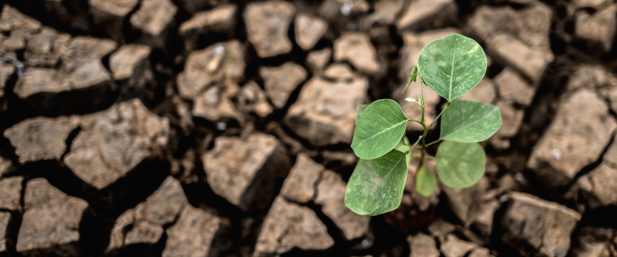 ‘El Fonendo’, el podcast de la semFYC, trata los desafíos de la emergencia climática y de la salud planetaria con las médicas de Familia Anna Fernández y María del Campo